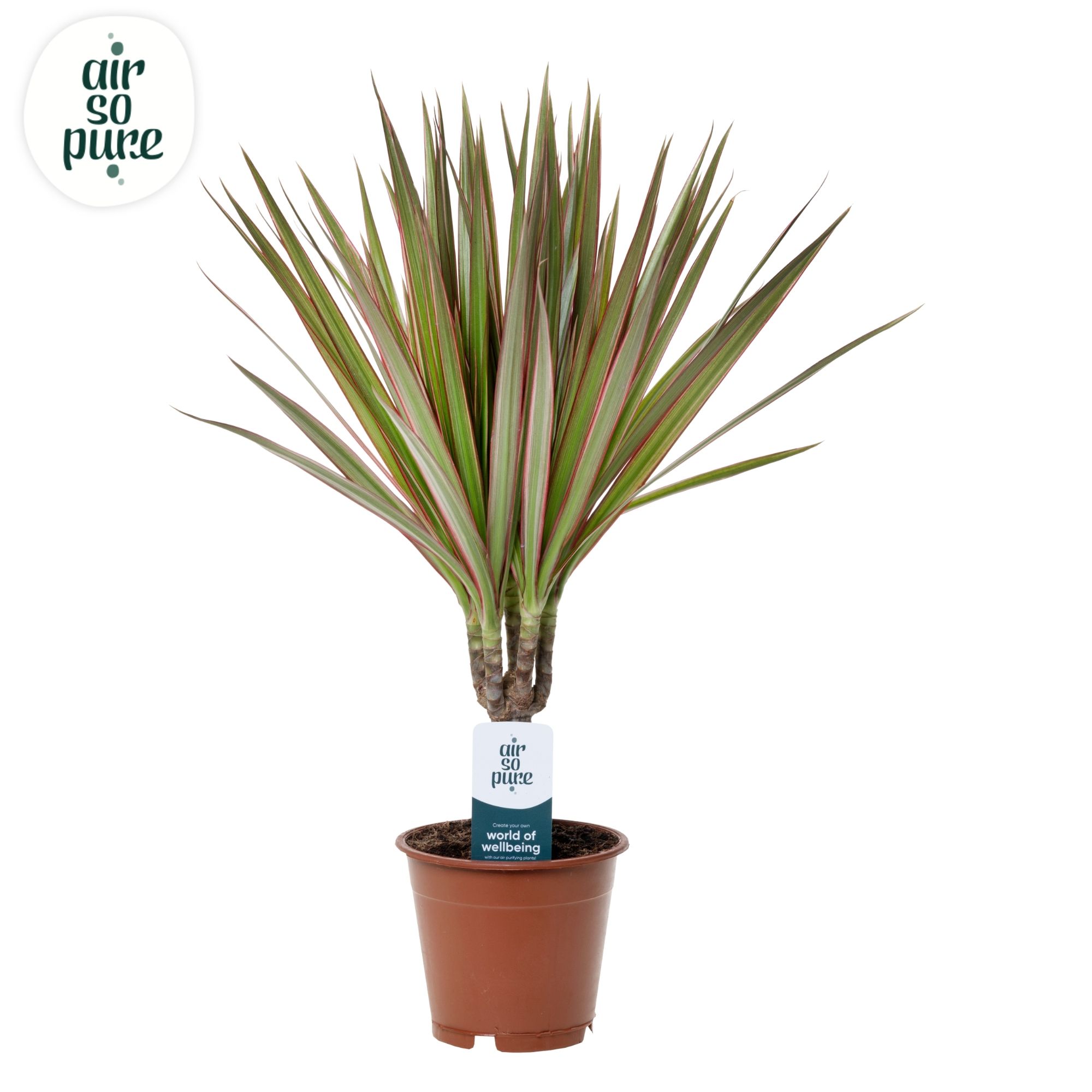 Горшечные цветы и растения оптом Drac Bicolor 15cm Stem (air So Pure) от 10шт из Голландии с доставкой по России
