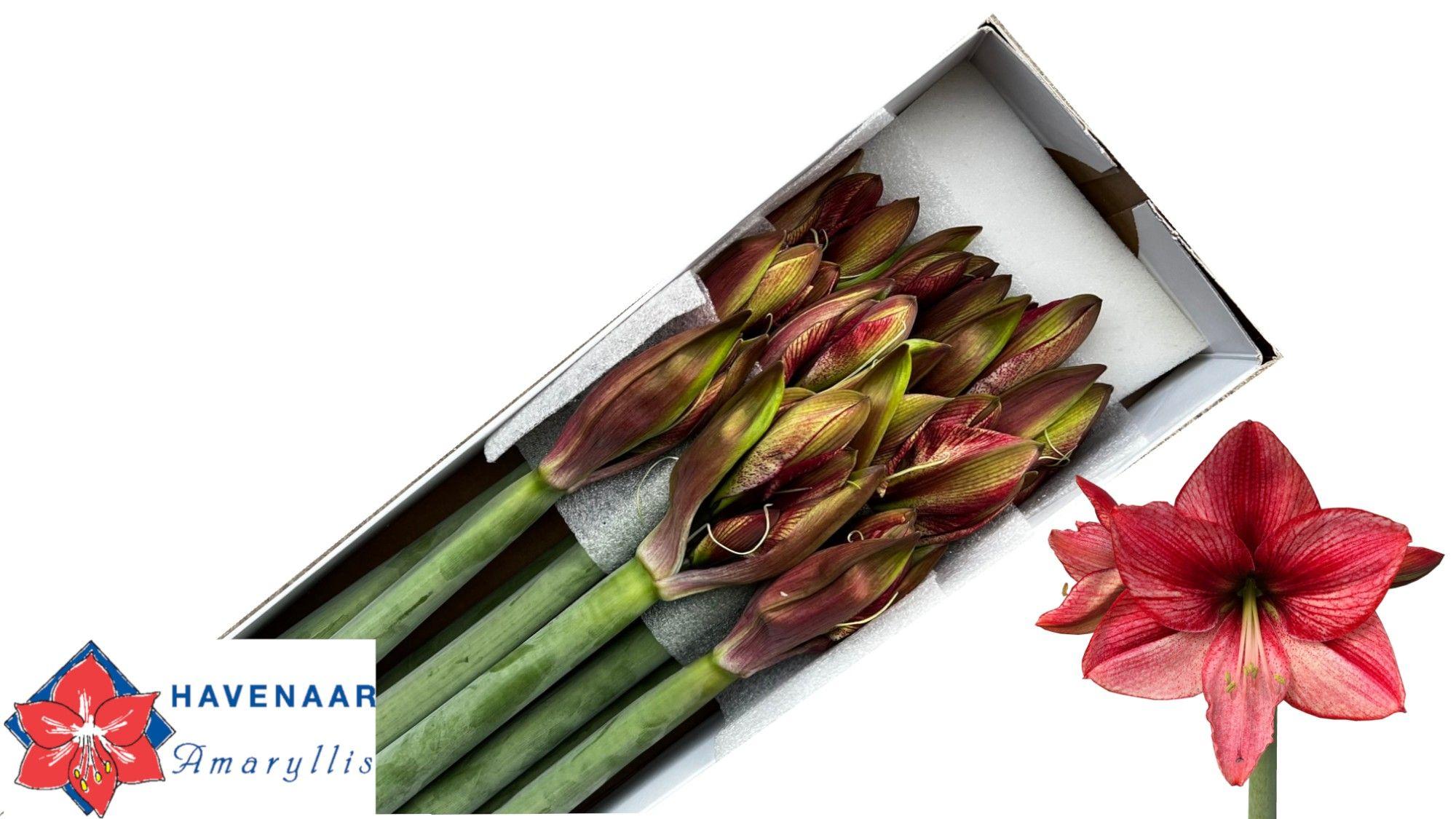 Срезанные цветы оптом Hippeastrum revelation от 10шт из Голландии с доставкой по России