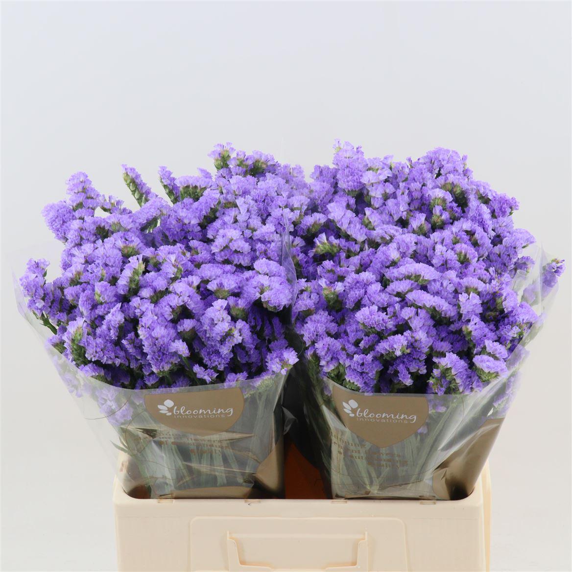 Срезанные цветы оптом Statice sky wings от 100шт из Голландии с доставкой по России Срезанные цветы оптом Statice sky wings от 100шт из Голландии с доставкой по России