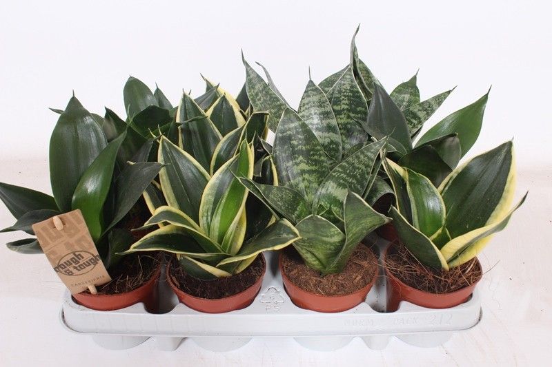 Горшечные цветы и растения оптом Sansevieria Hahnii Mix от 12шт (для телеги) из Голландии с доставкой по России