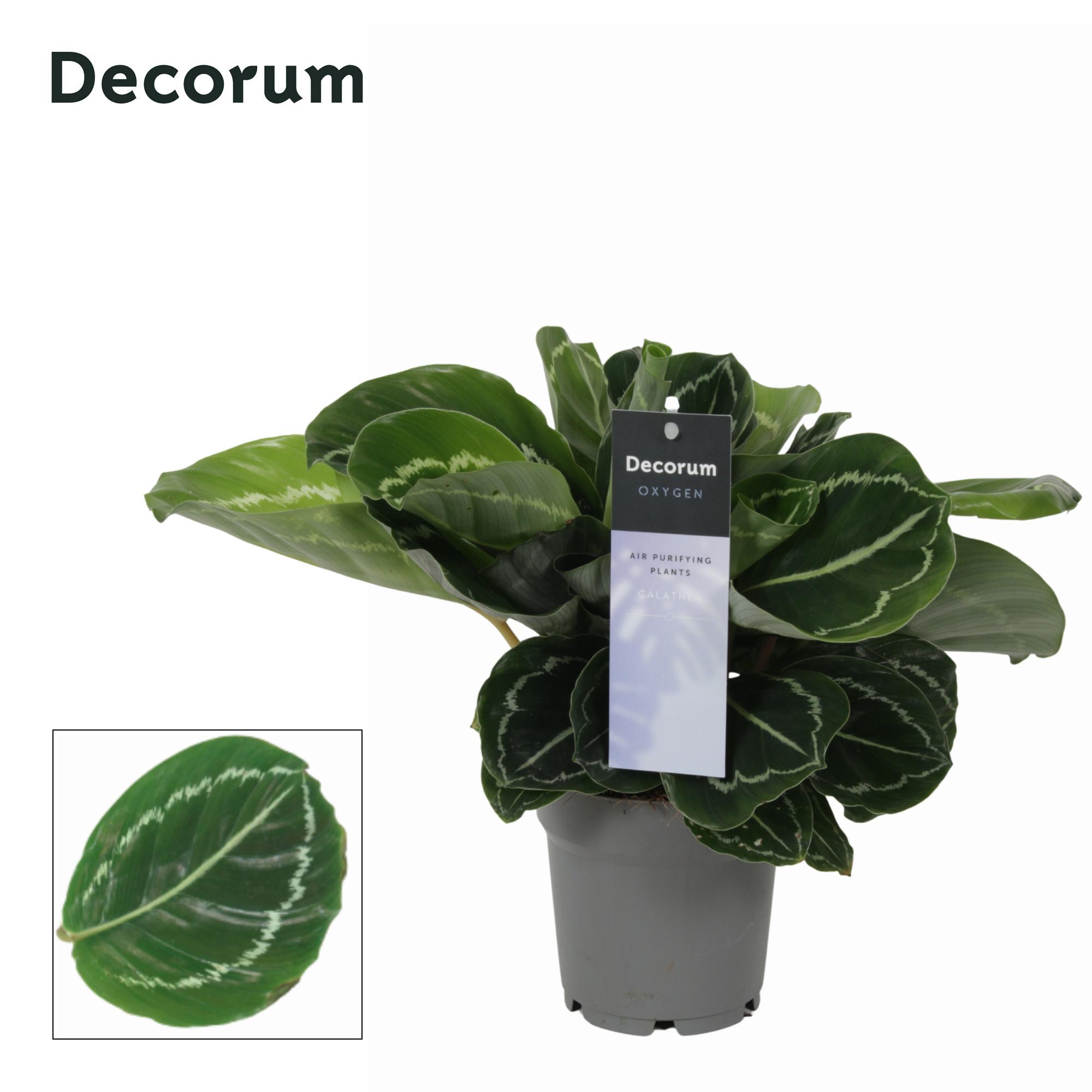 Горшечные цветы и растения оптом Calathea Grimson Green (decorum) от 6шт из Голландии с доставкой по России