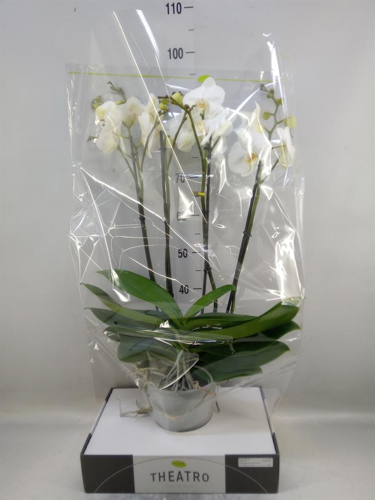 Горшечные цветы и растения оптом Phalaenopsis   ...white от 1шт из Голландии с доставкой по России