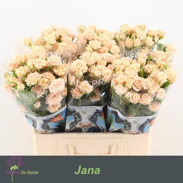 Срезанные цветы оптом Rosa spray jana от 60шт. из Голландии с доставкой по России
