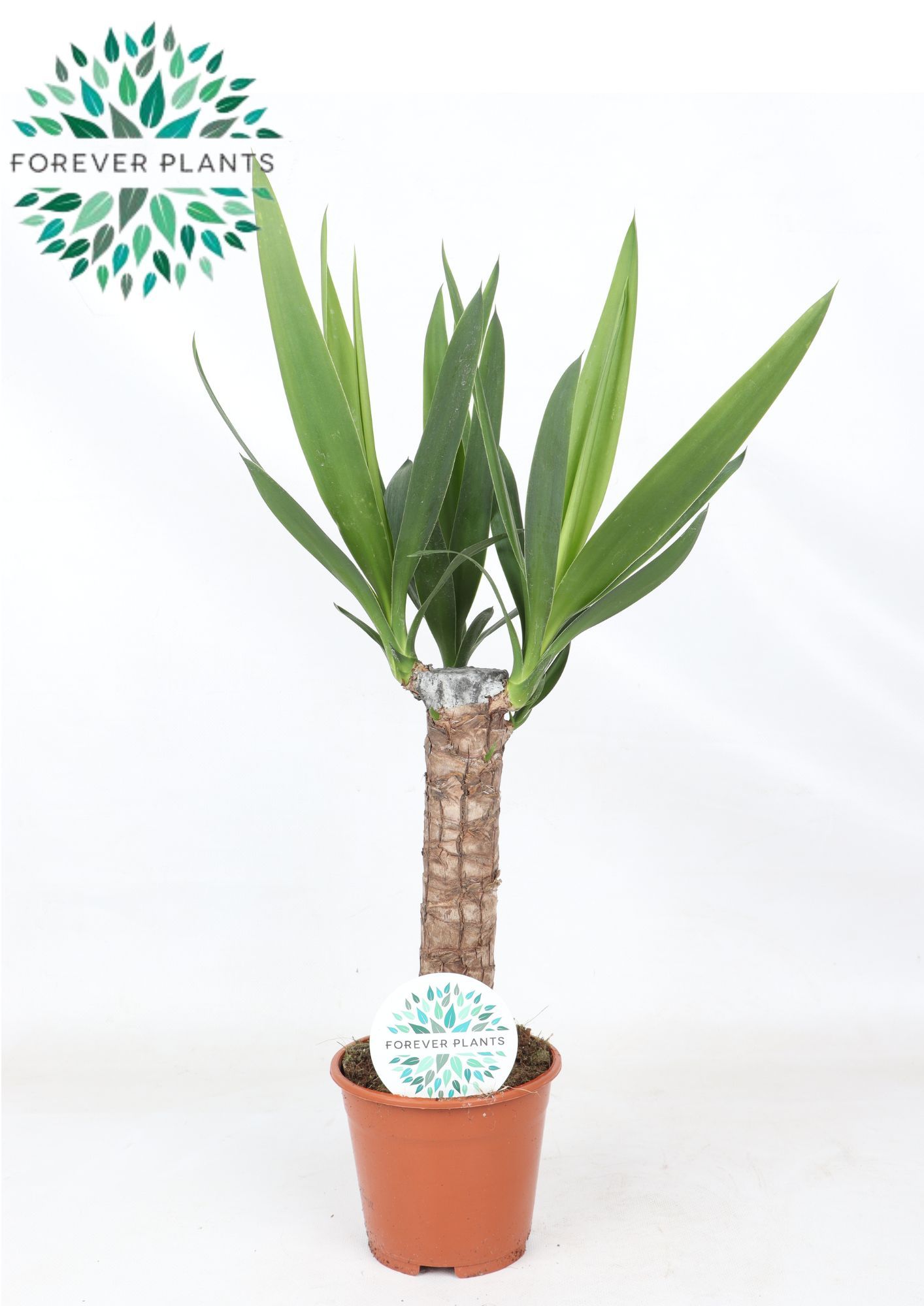 Горшечные цветы и растения оптом Yucca 30cm Stem 3+ от 8шт из Голландии с доставкой по России