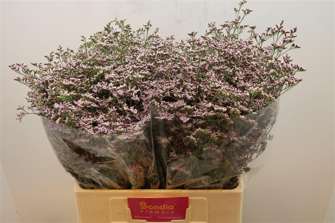 Срезанные цветы оптом Limonium safora oshi pink от 75шт из Голландии с доставкой по России