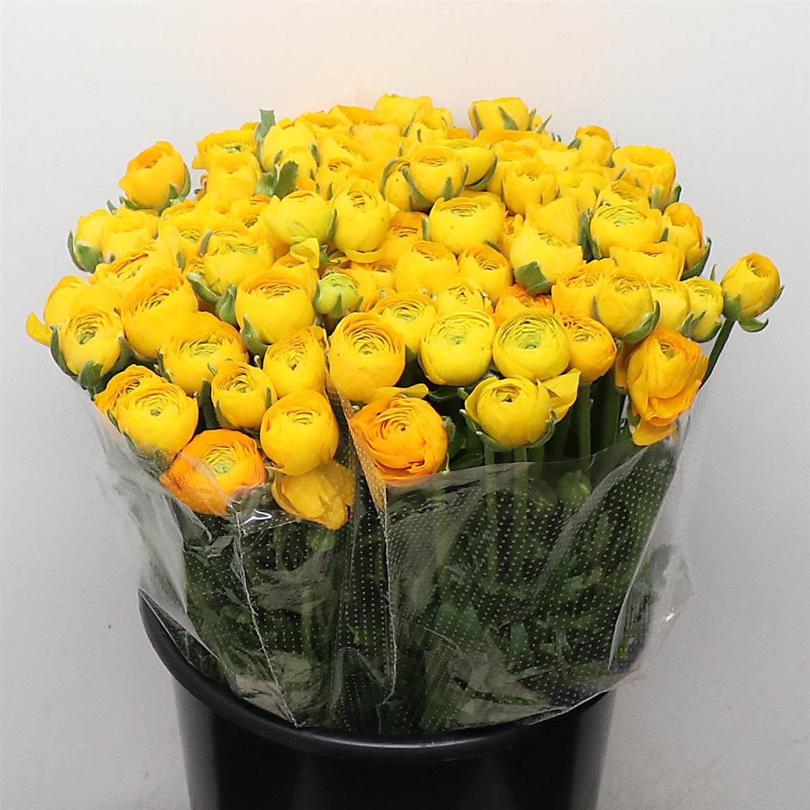 Срезанные цветы оптом Ranunculus elegance yellow от 150шт из Голландии с доставкой по России
