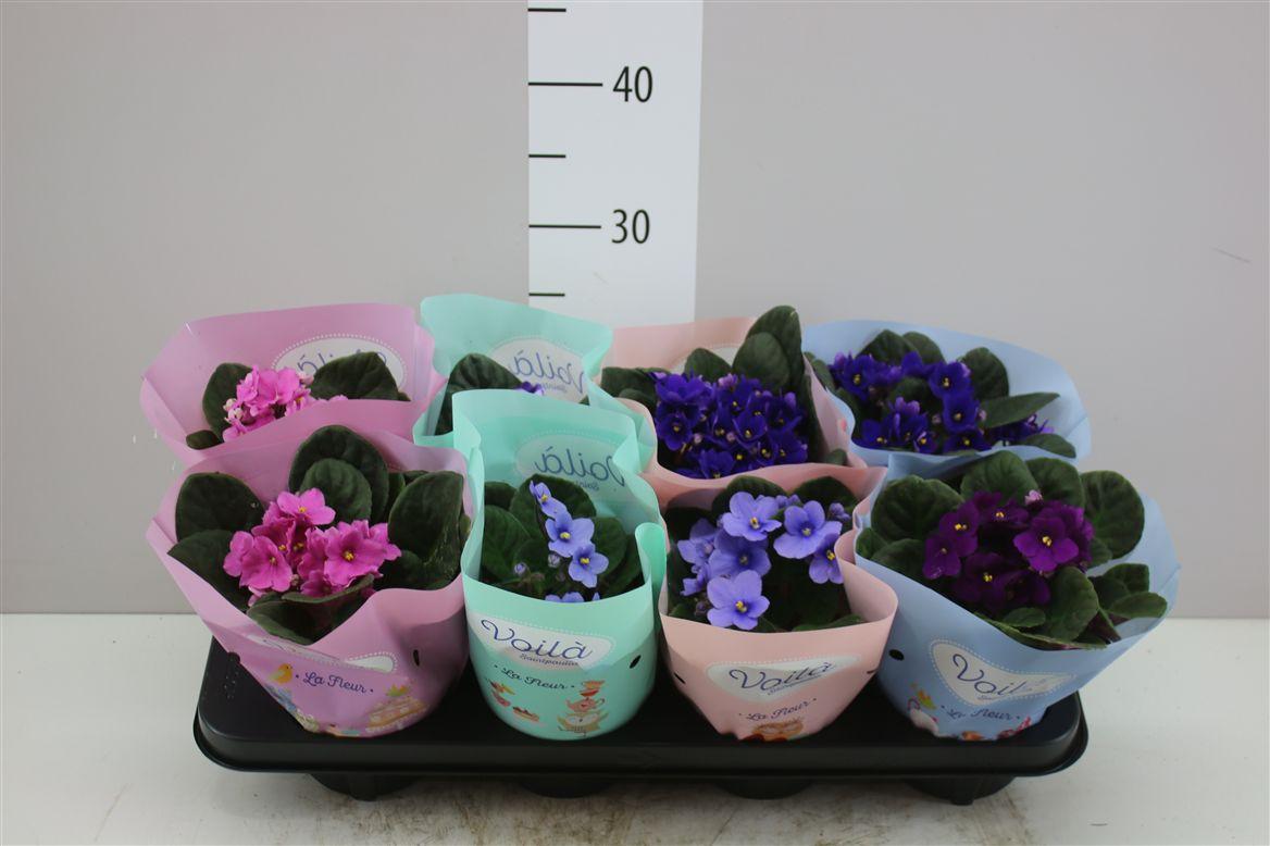 Горшечные цветы и растения оптом Saintpaulia Gemengd от 8шт (для телеги) из Голландии с доставкой по России