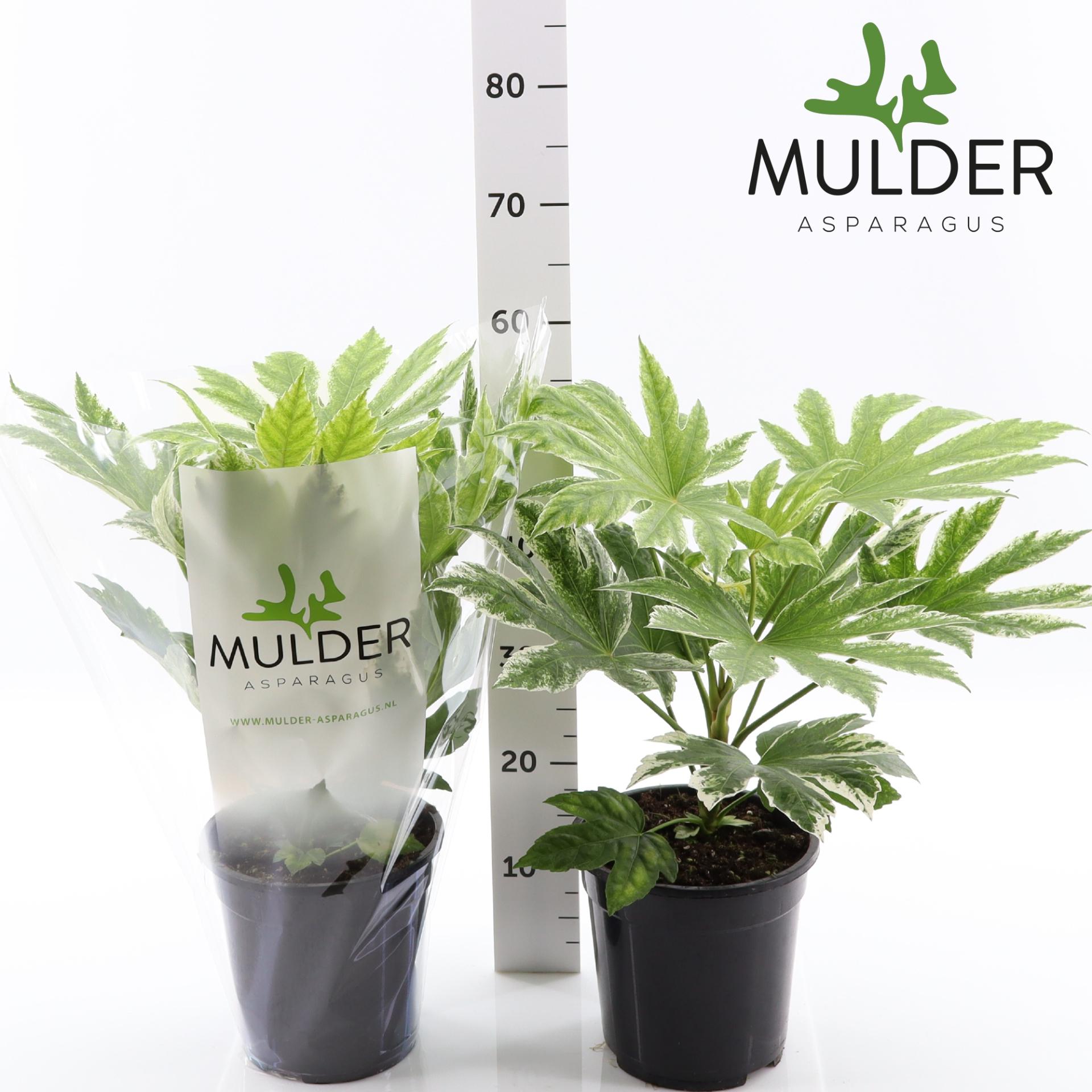 Горшечные цветы и растения оптом Fatsia Variegata от 1шт из Голландии с доставкой по России