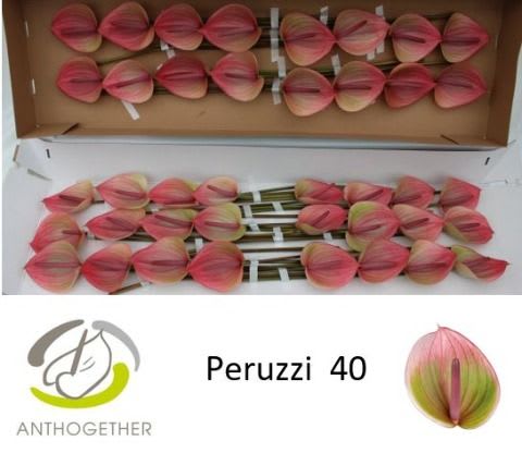 Срезанные цветы оптом Anthurium peruzzi от 40шт из Голландии с доставкой по России