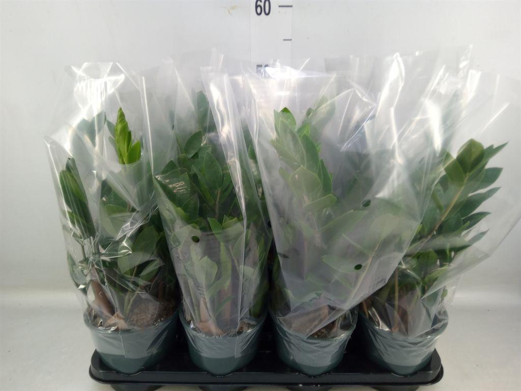 Горшечные цветы и растения оптом Zamioculcas Zamiifolia от 8шт из Голландии с доставкой по России