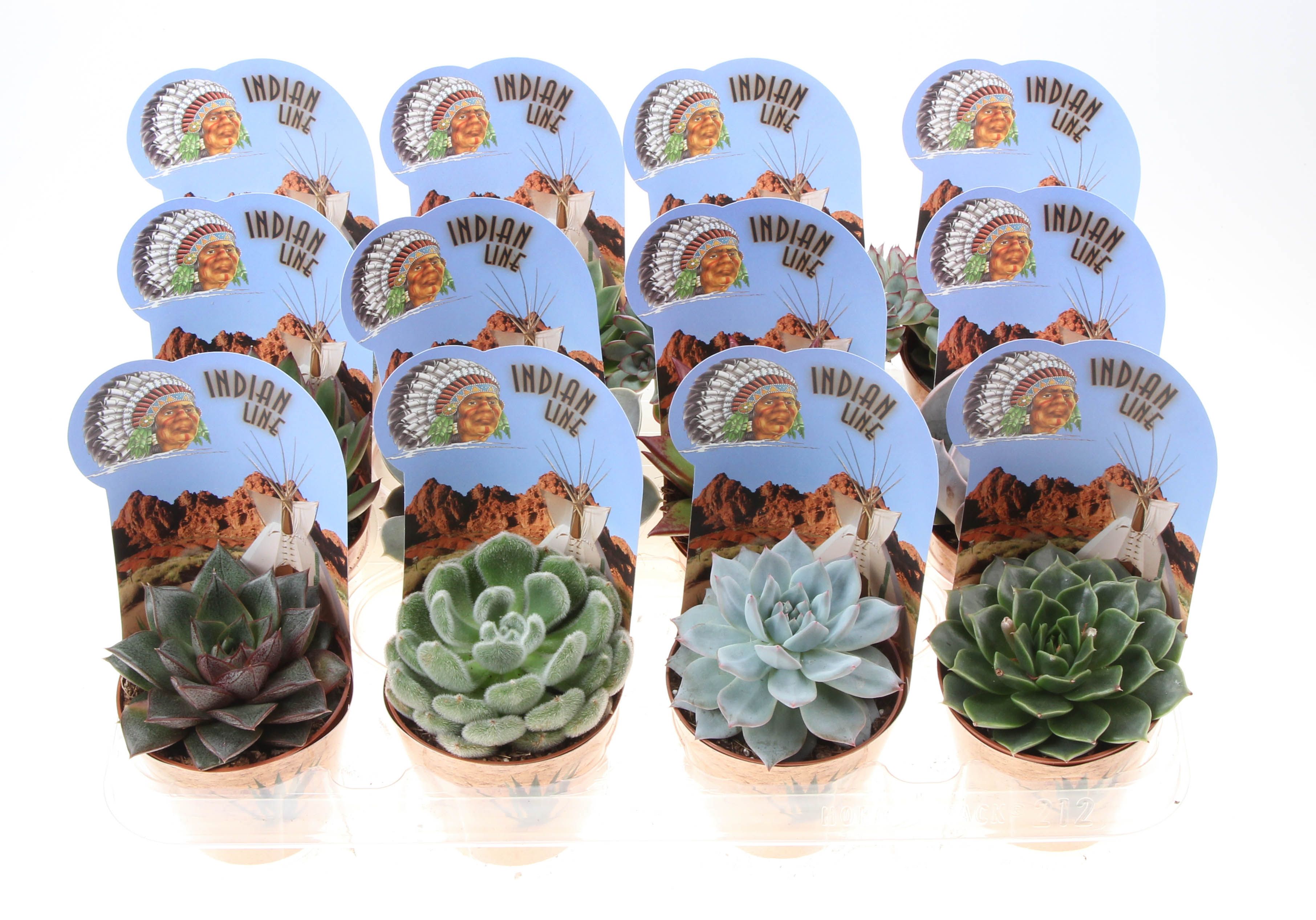 Горшечные цветы и растения оптом Echeveria Mix Potcover Indian Line от 12шт (для телеги) из Голландии с доставкой по России