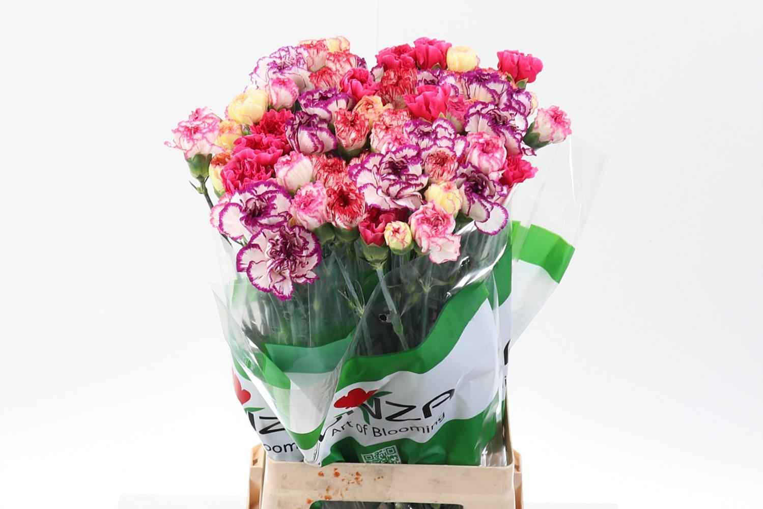 Срезанные цветы оптом Dianthus st mix rainbow striped от 80шт из Голландии с доставкой по России