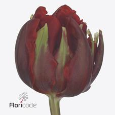 Срезанные цветы оптом Tulipa do red princess от 50шт из Голландии с доставкой по России