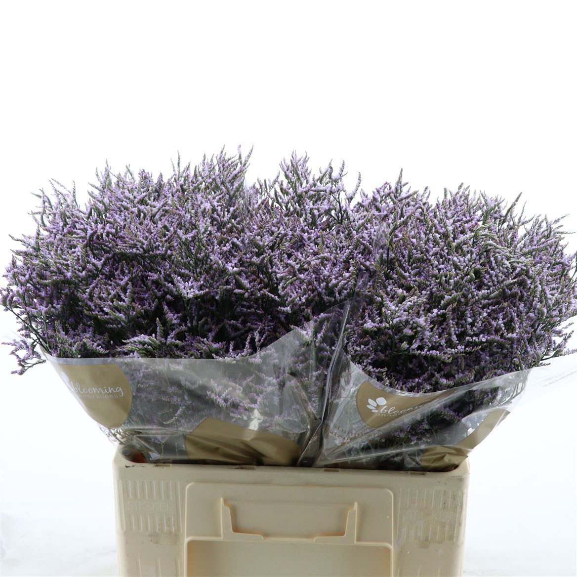 Срезанные цветы оптом Limonium safora lilac от 600шт из Голландии с доставкой по России