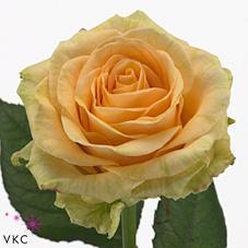 Срезанные цветы оптом Rosa large magic avalanche+ от 80шт из Голландии с доставкой по России