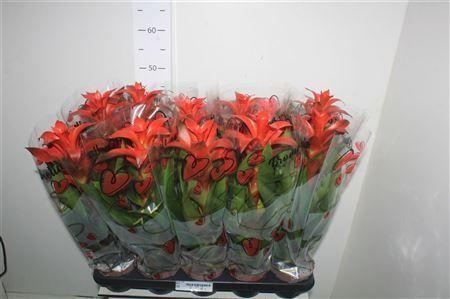 Горшечные цветы и растения оптом Guzm Alura Rood In Hartenhoes от 10шт из Голландии с доставкой по России Горшечные цветы и растения оптом Guzm Alura Rood In Hartenhoes от 10шт из Голландии с доставкой по России