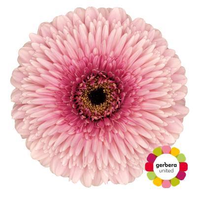 Срезанные цветы оптом Gerbera gerponi mayball от 40шт из Голландии с доставкой по России