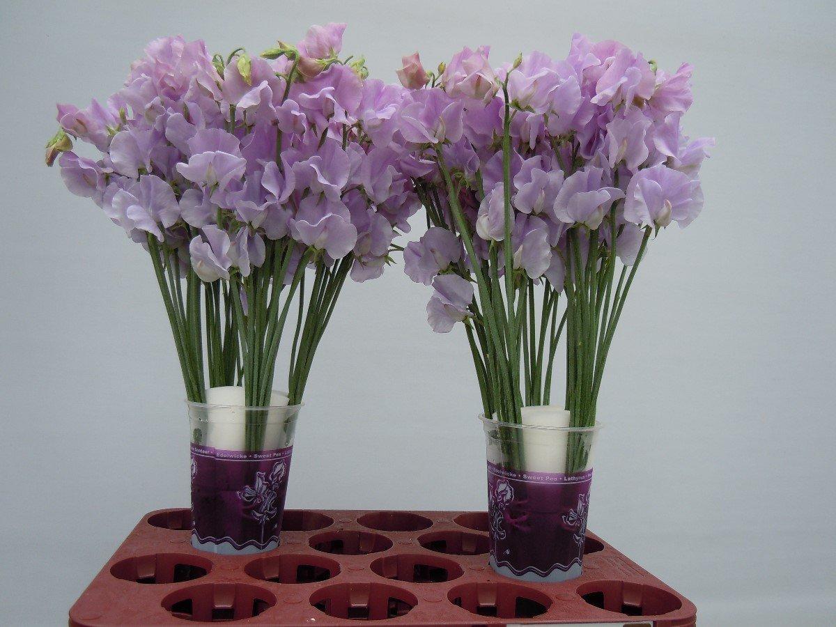 Срезанные цветы оптом Lathyrus winter sunshine lavendel от 100шт из Голландии с доставкой по России