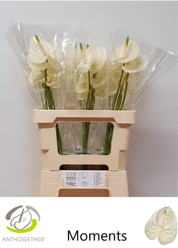 Срезанные цветы оптом Anthurium moments от 30шт из Голландии с доставкой по России