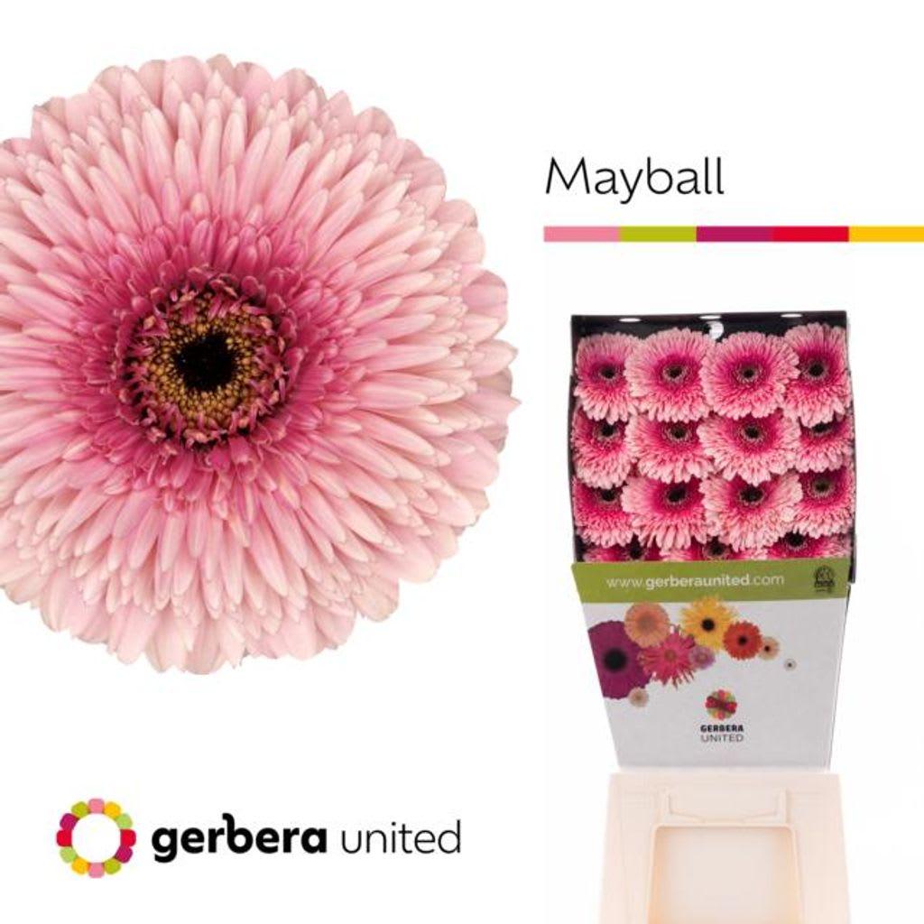Срезанные цветы оптом Gerbera diamond pomponi mayball от 45шт из Голландии с доставкой по России