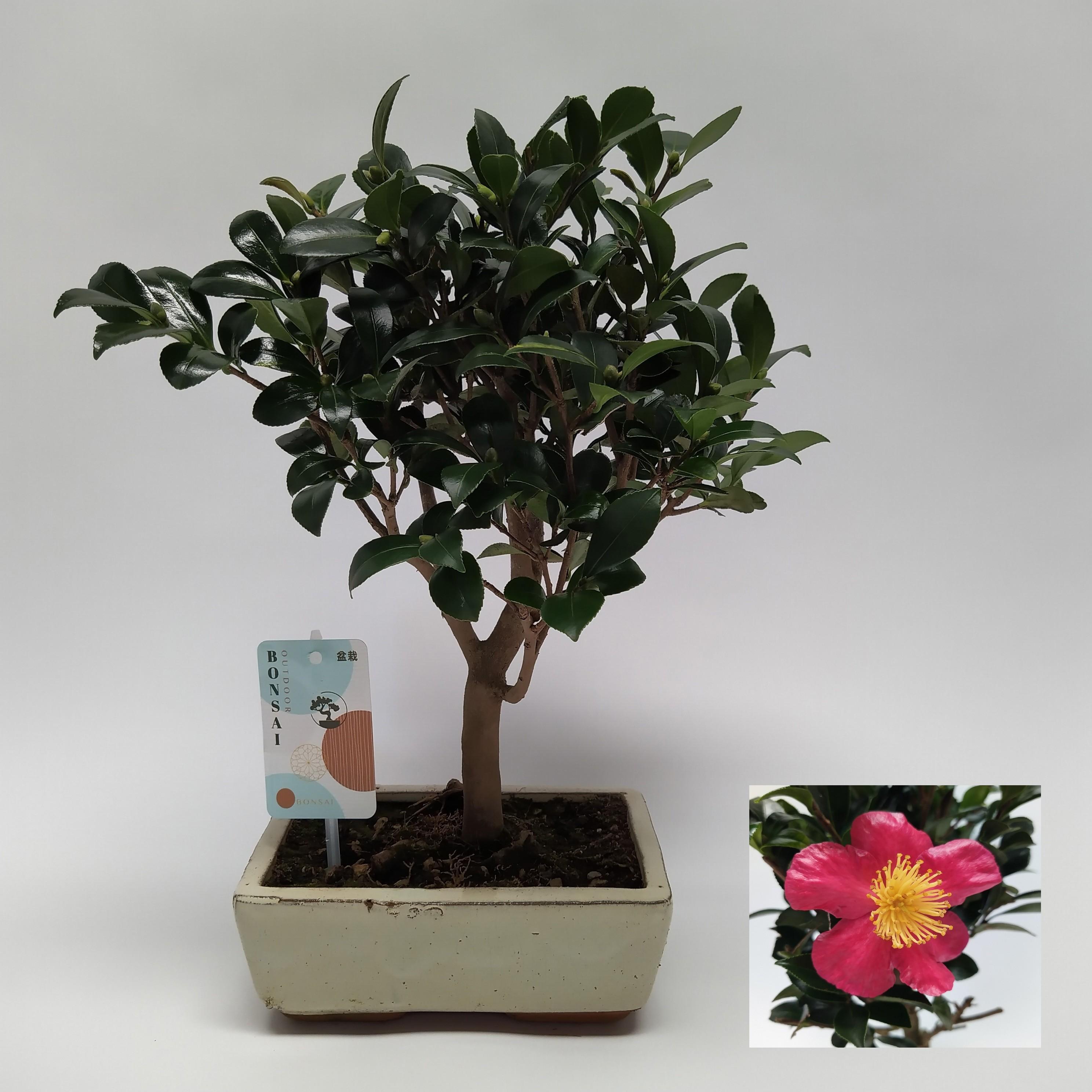 Горшечные цветы и растения оптом Camellia Sasanqua Bonsai Traditional 20 Cm от 4шт из Голландии с доставкой по России