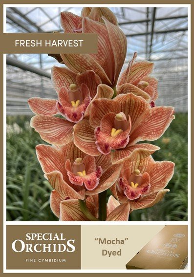 Срезанные цветы оптом Cymbidium paint mocha от 6шт из Голландии с доставкой по России