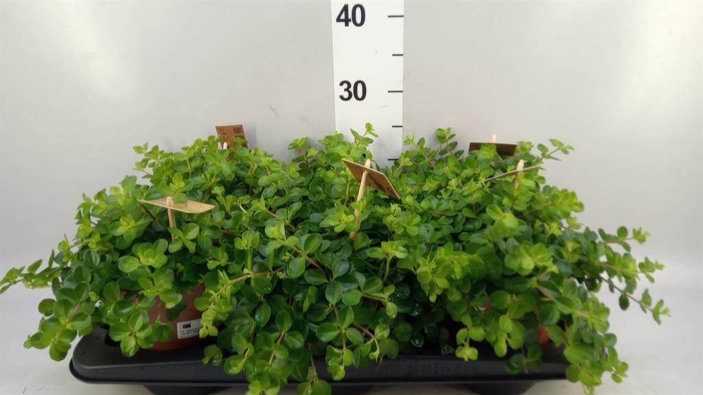 Горшечные цветы и растения оптом Peperomia Rotundifolia от 6шт из Голландии с доставкой по России