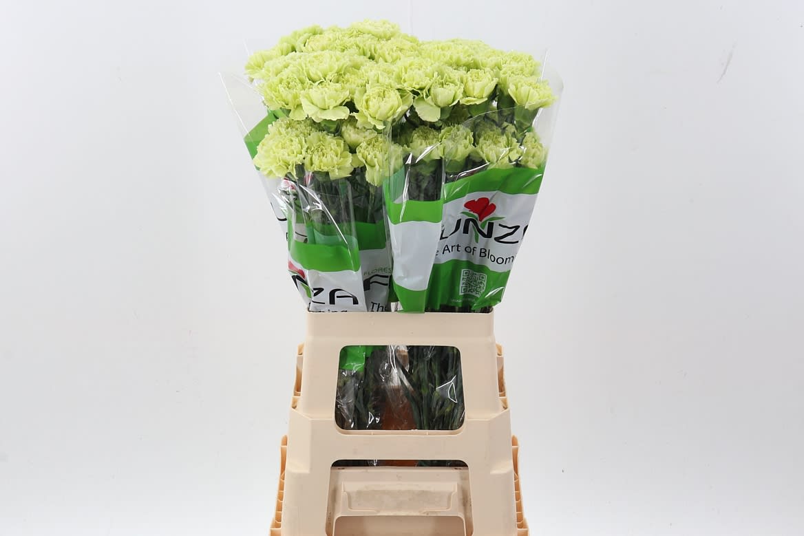 Срезанные цветы оптом Dianthus st green marty от 80шт из Голландии с доставкой по России