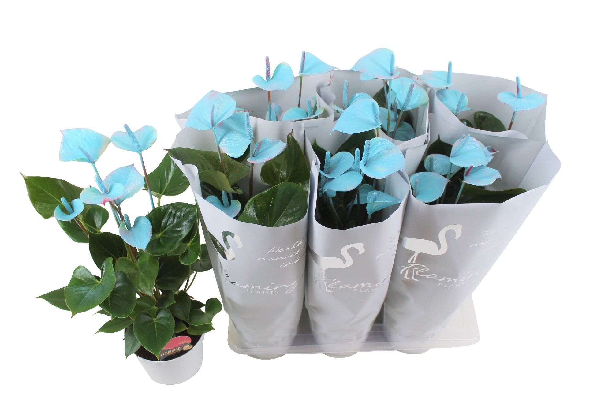 Горшечные цветы и растения оптом Anth An Flamingo Blue 6+ от 6шт из Голландии с доставкой по России