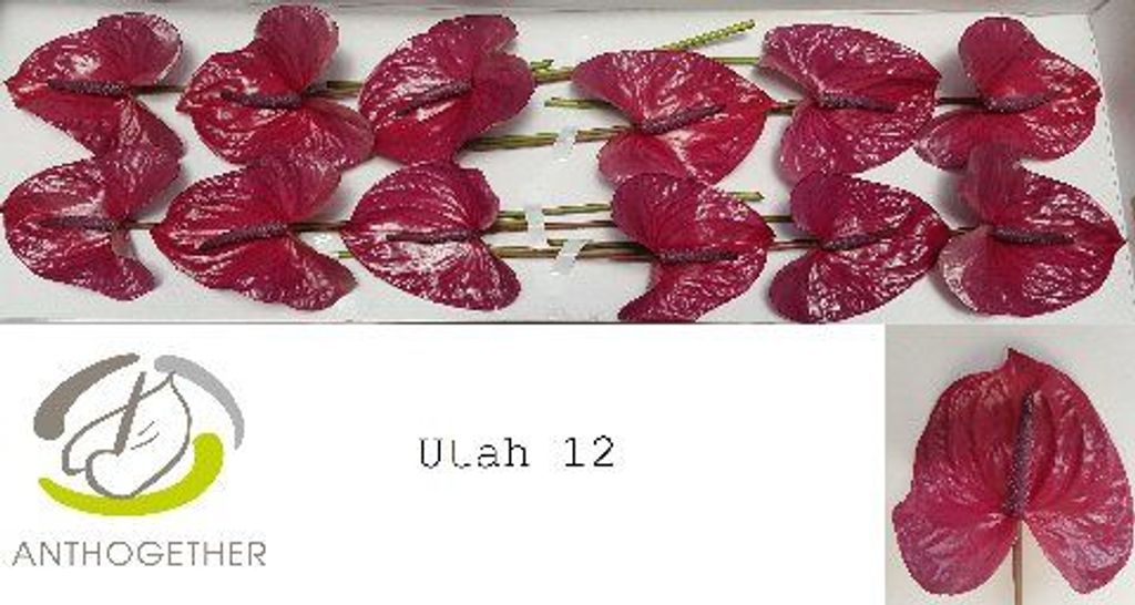 Срезанные цветы оптом Anthurium utah от 12шт. из Голландии с доставкой по России