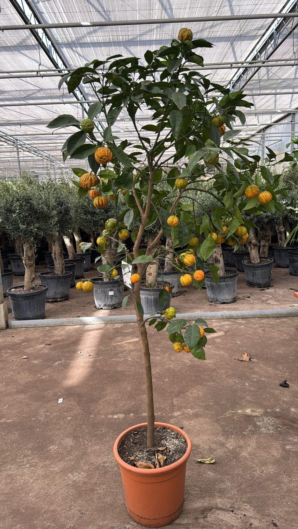 Горшечные цветы и растения оптом Citr Sinensis от 1шт (для телеги) из Голландии с доставкой по России