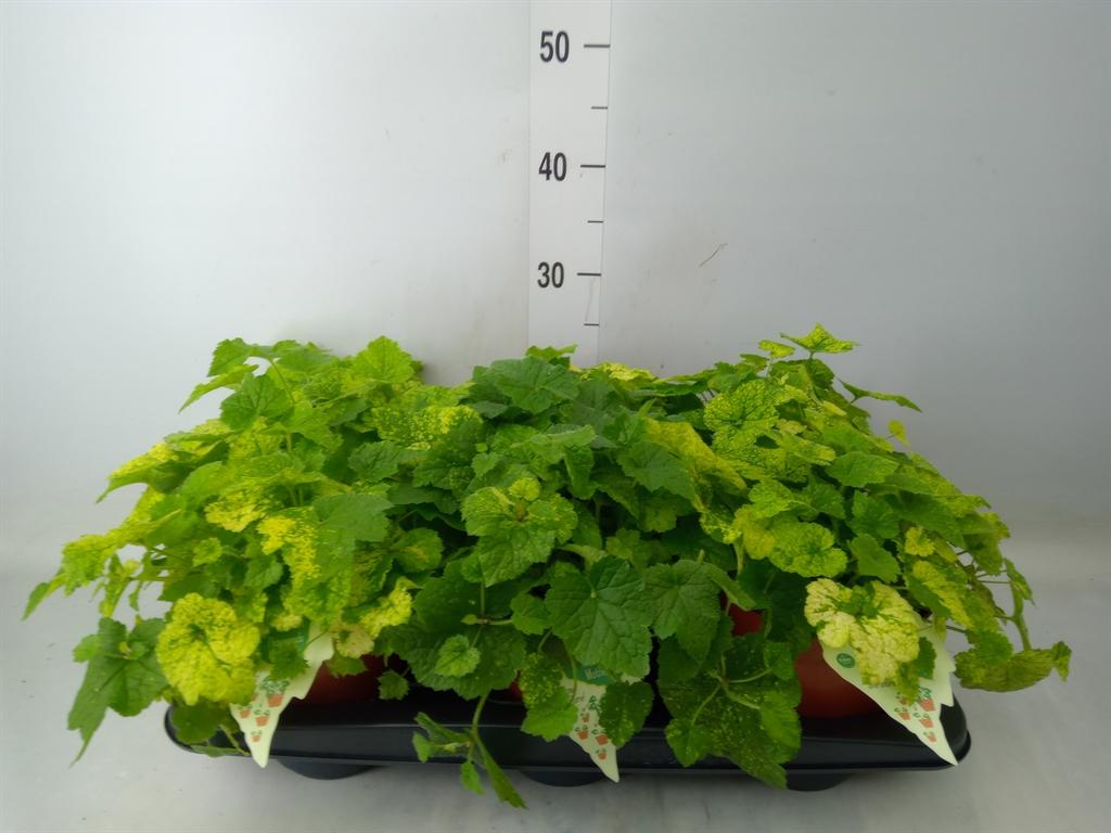 Горшечные цветы и растения оптом Tolmiea Menziesii   ...variegated от 6шт из Голландии с доставкой по России