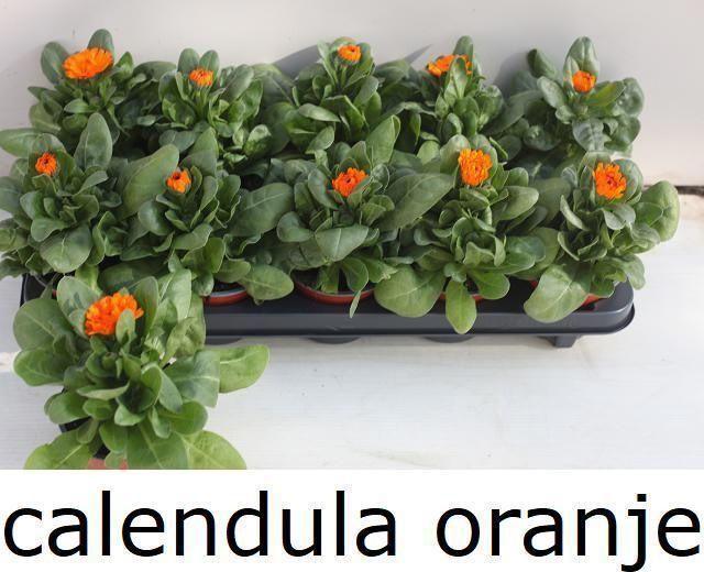 Горшечные цветы и растения оптом Calendul Officinalis от 10шт из Голландии с доставкой по России