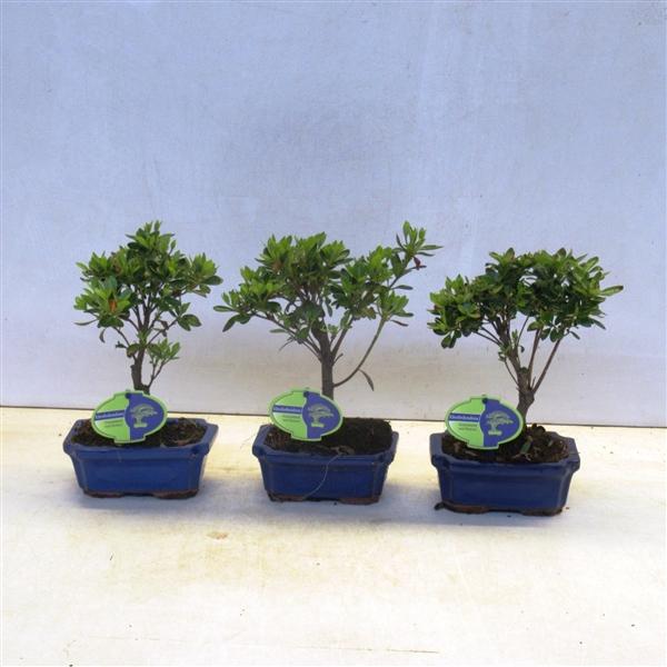 Горшечные цветы и растения оптом Bonsai Rhododendron Incicum,  Broom, Without от 8шт из Голландии с доставкой по России