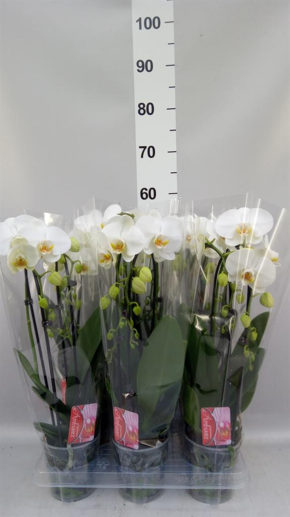 Горшечные цветы и растения оптом Phal Cascade 2st Mix 16+ (konst) A от 6шт из Голландии с доставкой по России