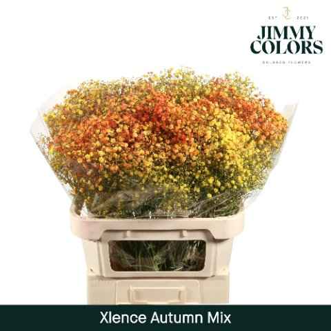 Срезанные цветы оптом Gyps xlence paint autumn от 50шт из Голландии с доставкой по России