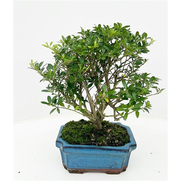 Горшечные цветы и растения оптом Bonsai Ilex Crenata, Without Drip от 8шт из Голландии с доставкой по России