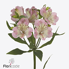 Срезанные цветы оптом Alstroemeria wonder sweet от 60шт из Голландии с доставкой по России