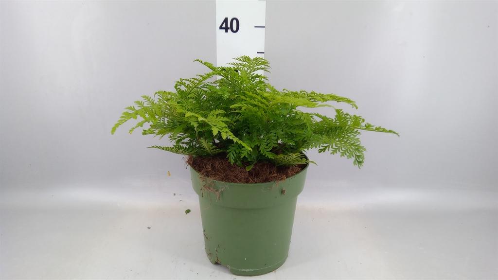 Горшечные цветы и растения оптом Asplenium parvati от 1шт из Голландии с доставкой по России