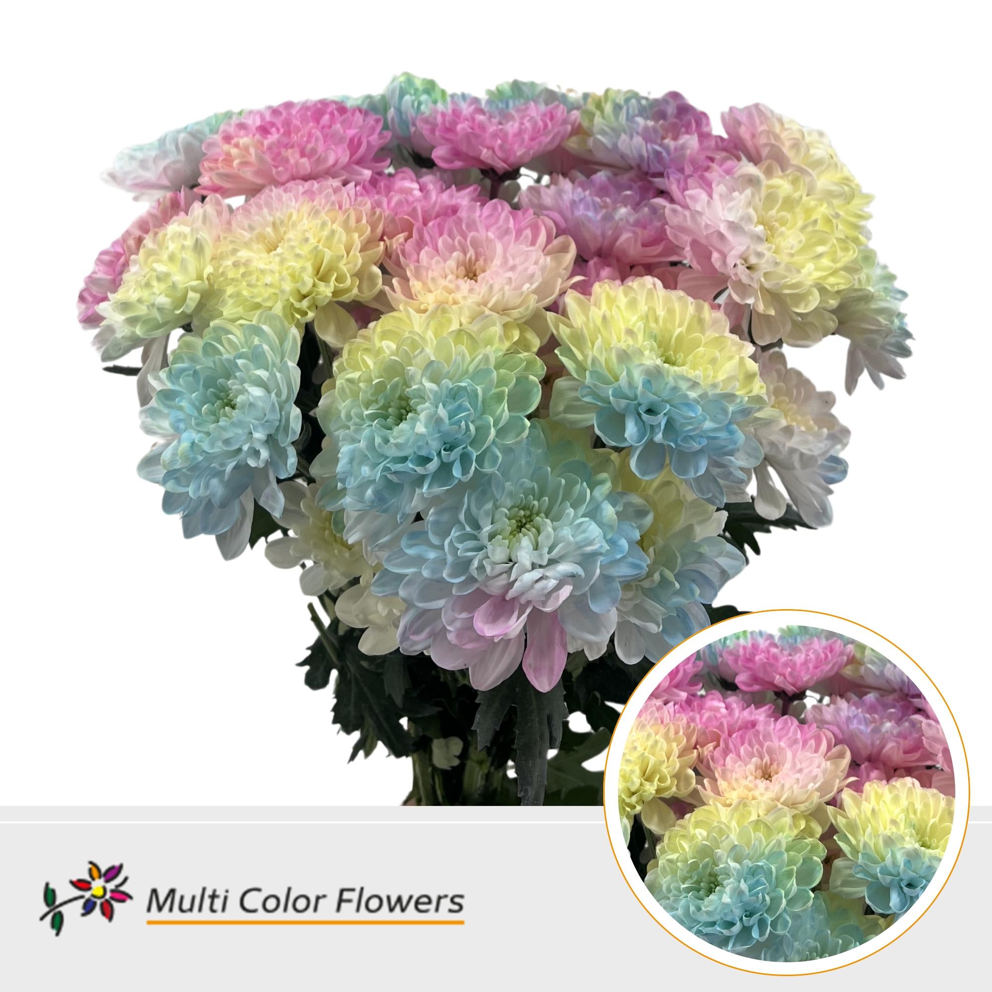 Срезанные цветы оптом Chrys sp paint altaj soft rainbow от 40шт из Голландии с доставкой по России
