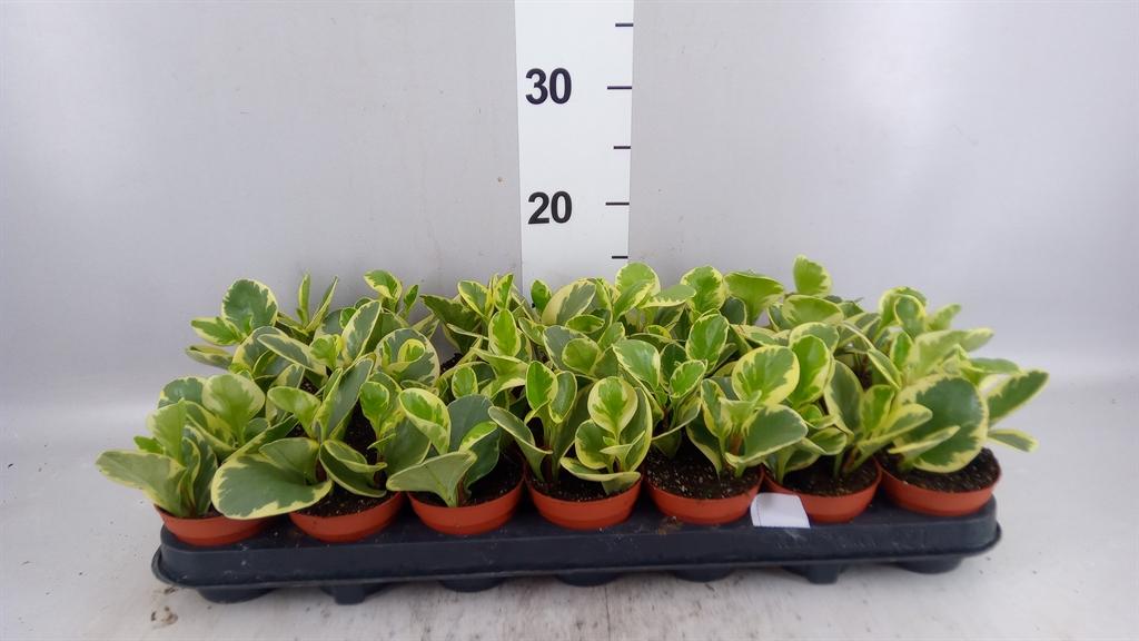 Горшечные цветы и растения оптом Peperomia Obt. variegata от 21шт (для телеги) из Голландии с доставкой по России