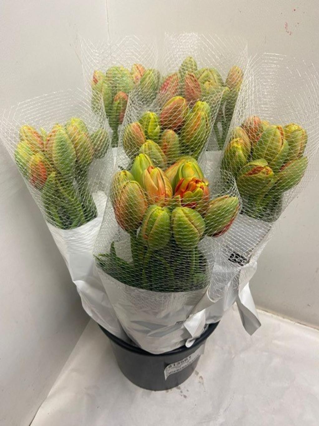 Срезанные цветы оптом Tulipa do princes unique от 50шт из Голландии с доставкой по России