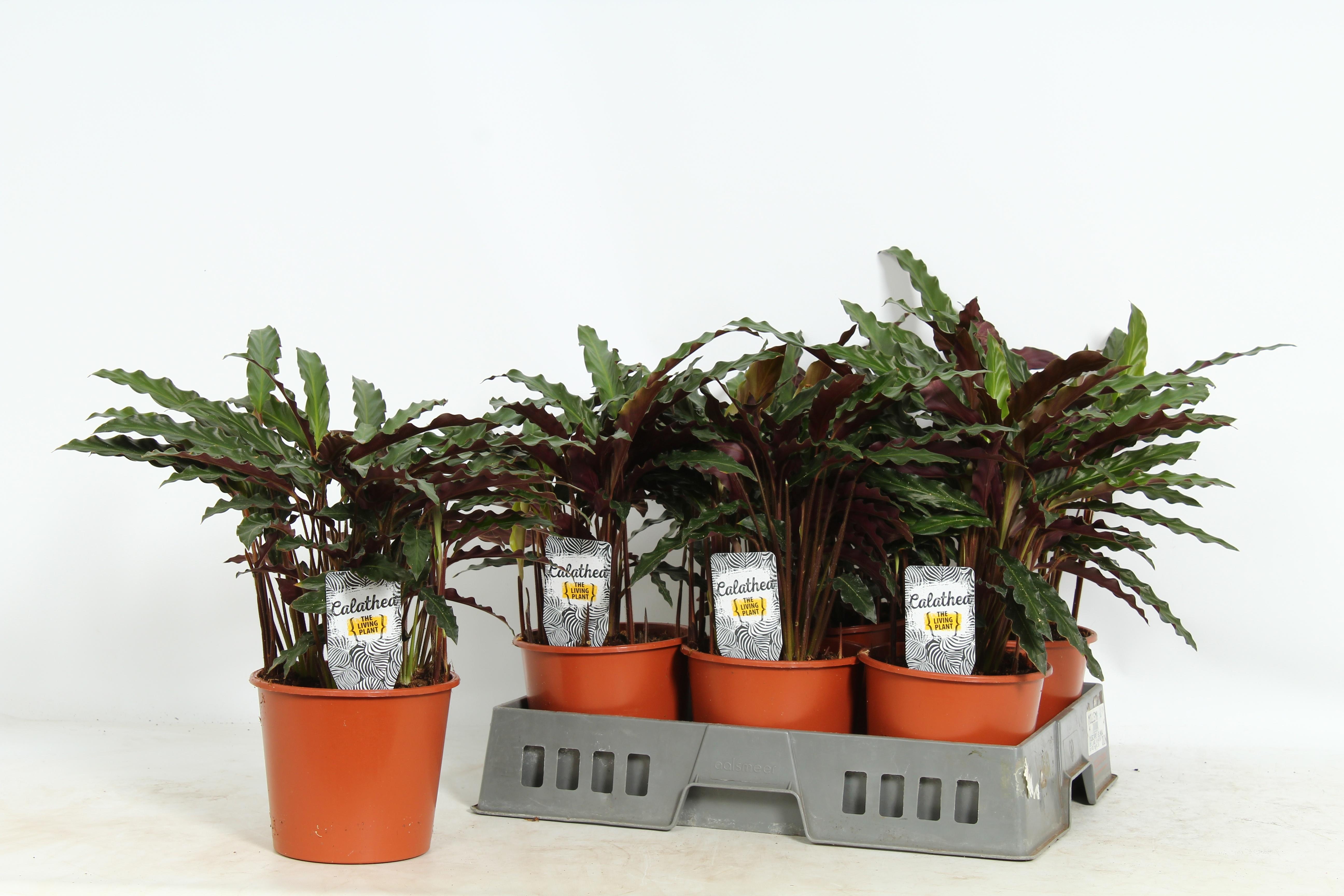 Горшечные цветы и растения оптом Calat Ruf Elgergrass от 6шт из Голландии с доставкой по России