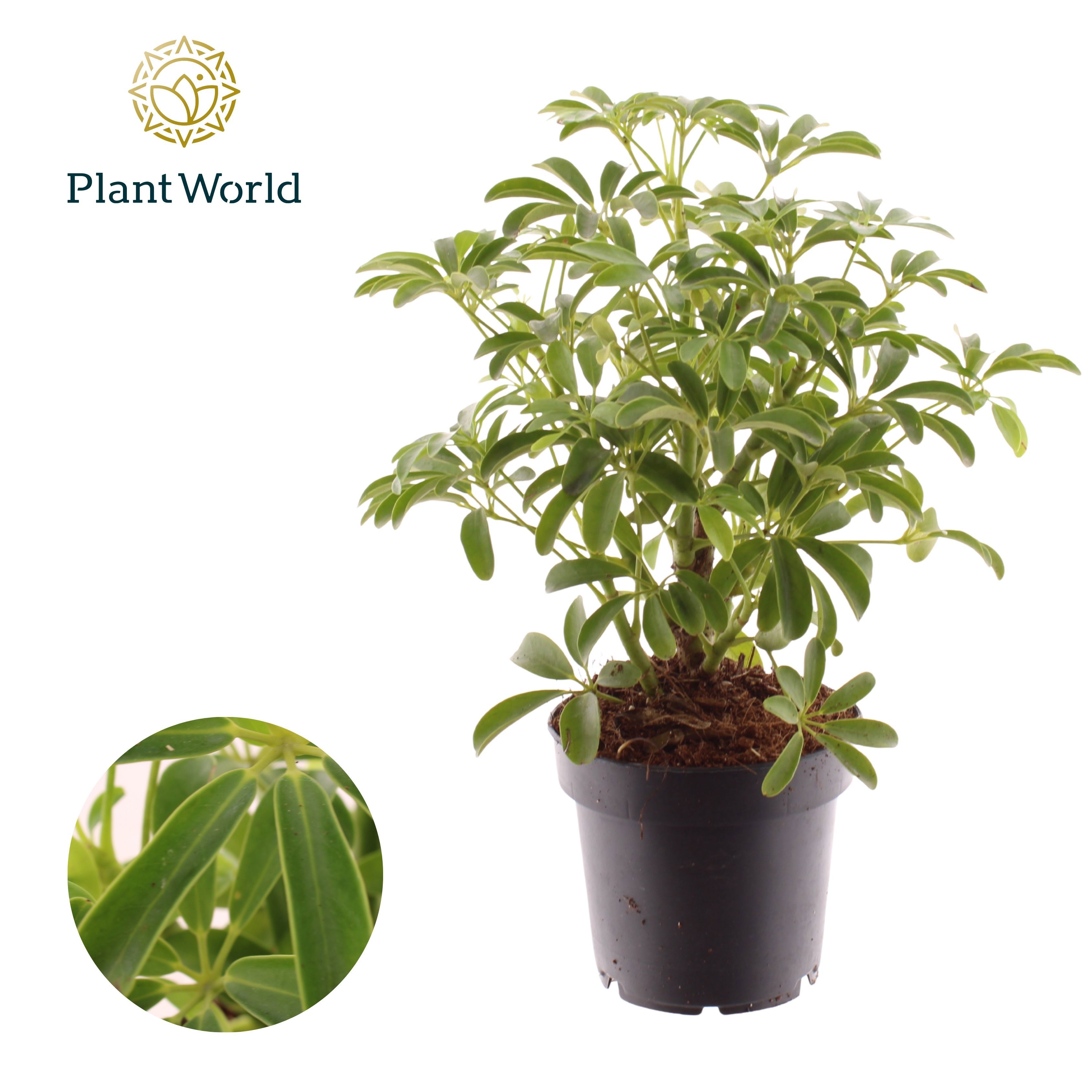 Горшечные цветы и растения оптом Schefflera Luseana Bush от 10шт из Голландии с доставкой по России