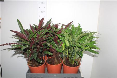 Горшечные цветы и растения оптом Calat Gemengd P17 от 6шт из Голландии с доставкой по России