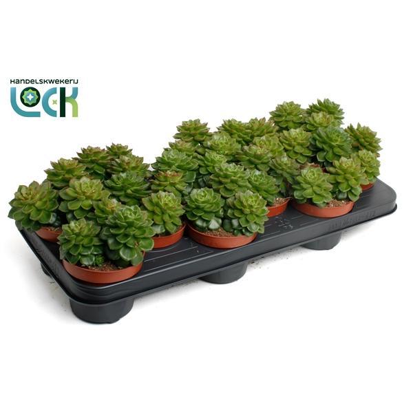 Горшечные цветы и растения оптом Echeveria Afines от 9шт из Голландии с доставкой по России