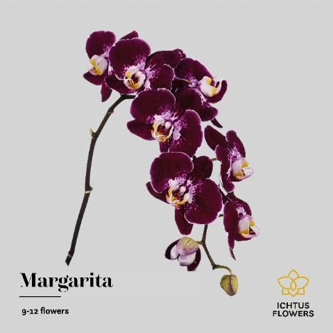 Срезанные цветы оптом Phalaenopsis margarita (per stem) от 8шт.. из Голландии с доставкой по России