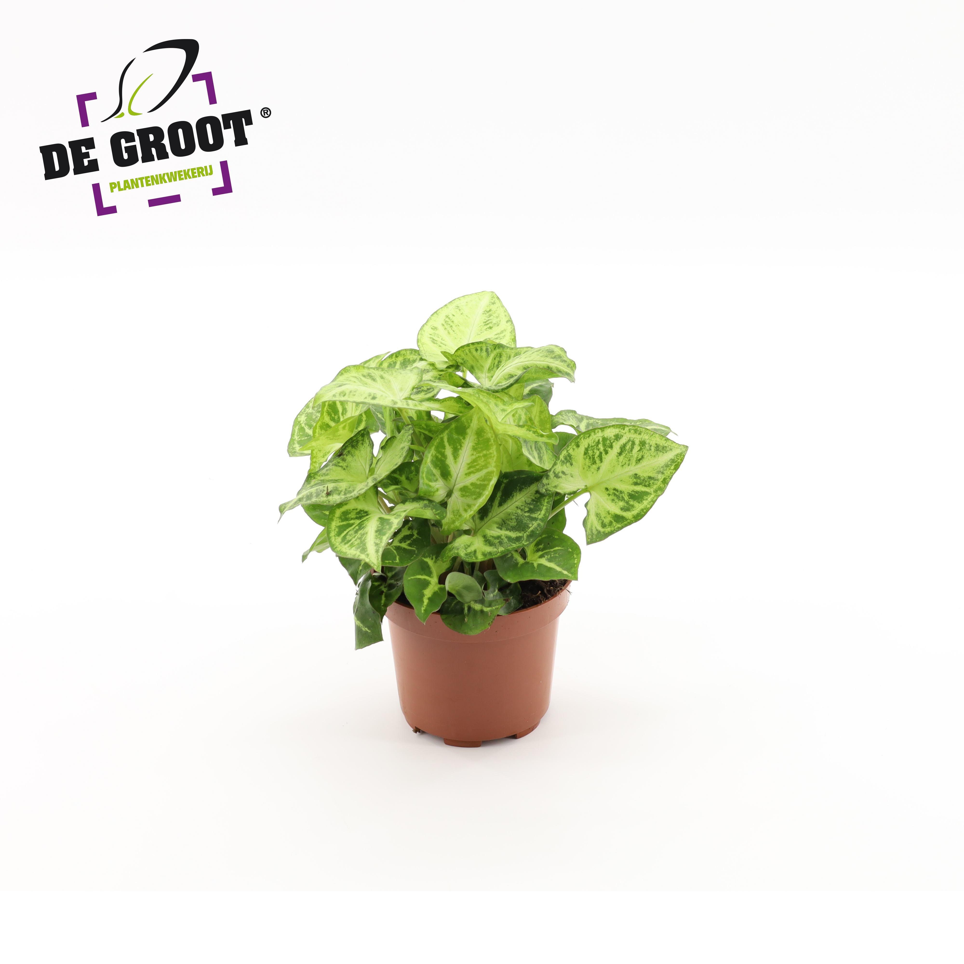 Горшечные цветы и растения оптом Syngonium Arrow от 10шт из Голландии с доставкой по России