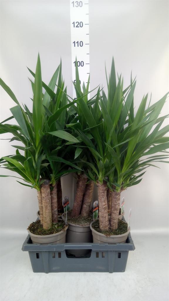 Горшечные цветы и растения оптом Yucca ... от 5шт из Голландии с доставкой по России