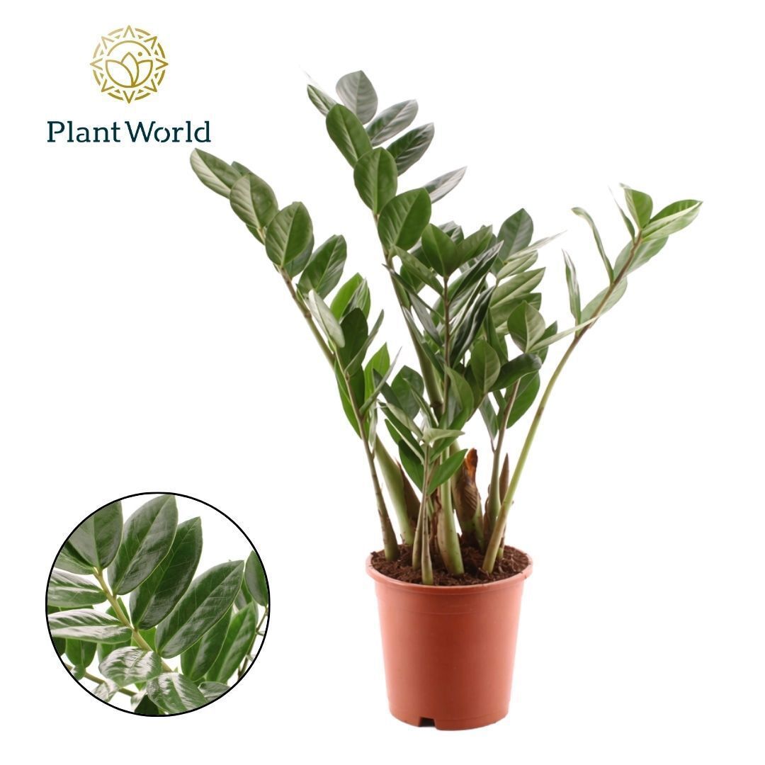 Горшечные цветы и растения оптом Zamioculcas 3-4 от 10шт из Голландии с доставкой по России